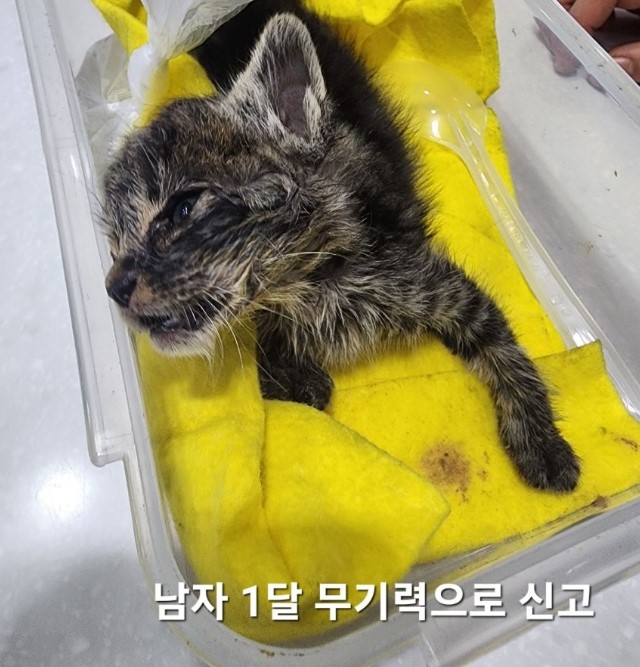 한국 고양이 이미지 파일 입니다.